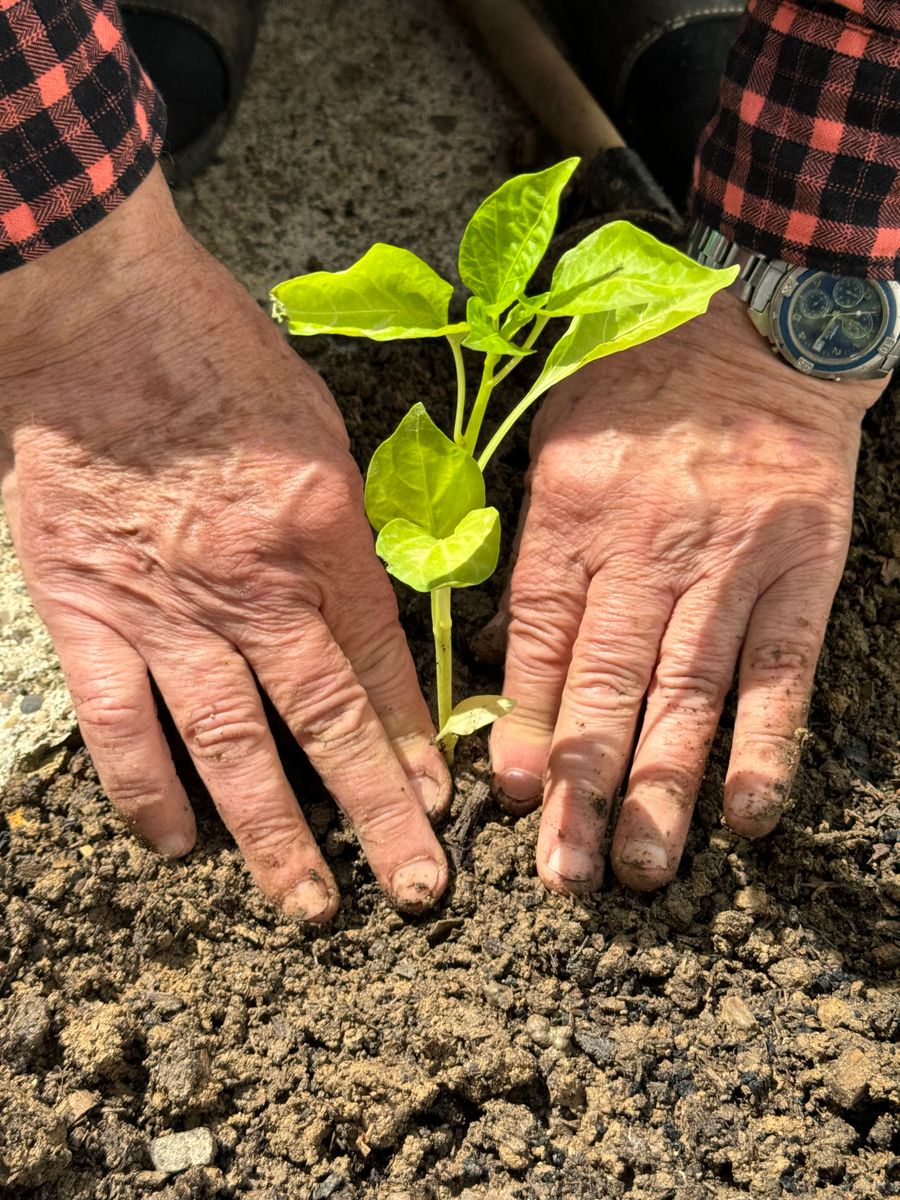 An older person's hands planting a small seedling in the garden