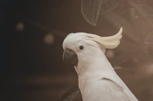 Free stock photo of white cockatoo