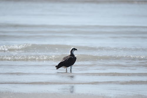 A bird standing in the water near the shore