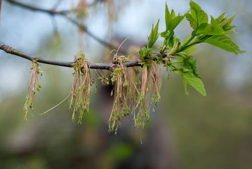 Immagine gratuita di albero, ambiente, appeso