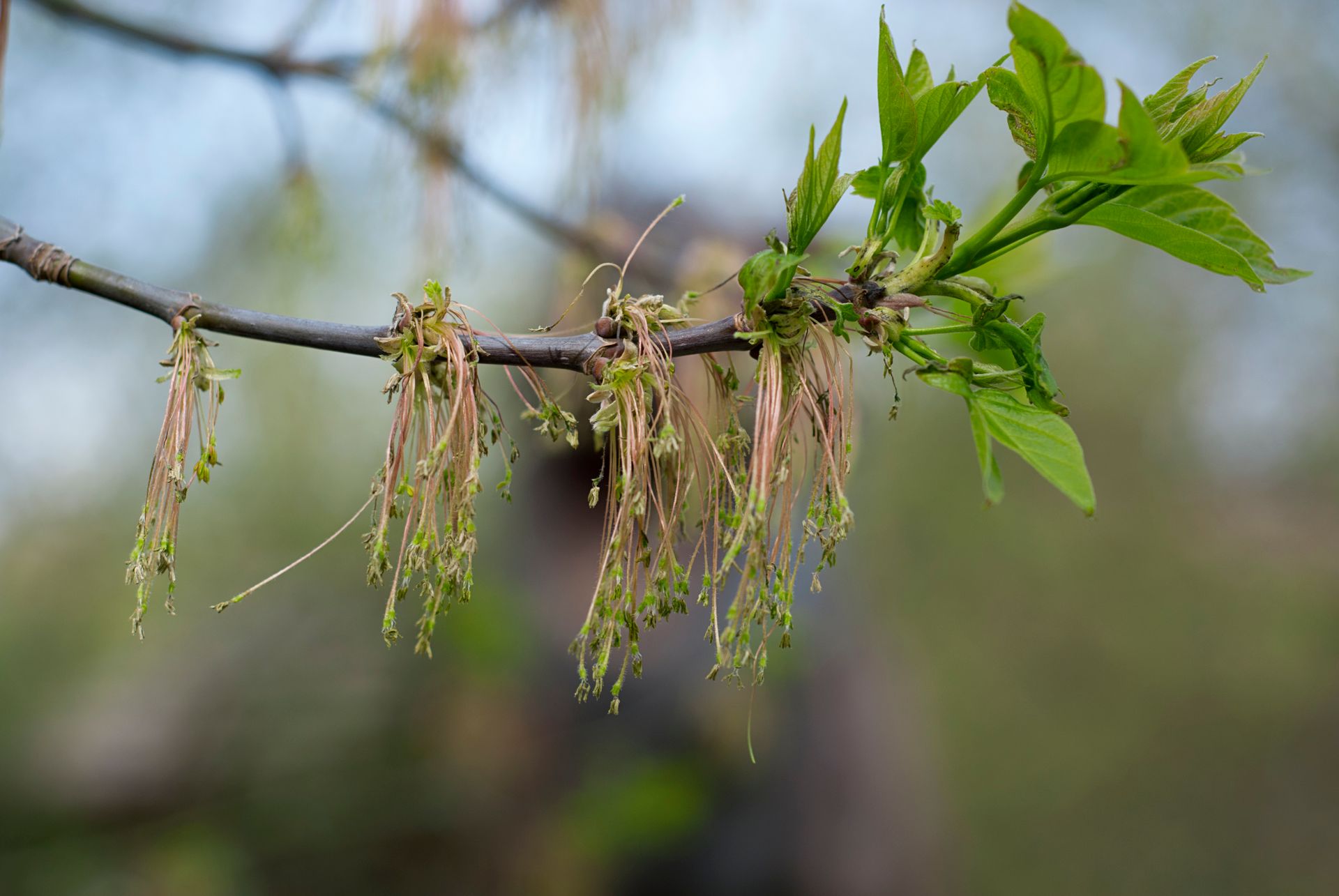 Detailed view of a Boxelder branch in spring, featuring fresh leaves and seeds.