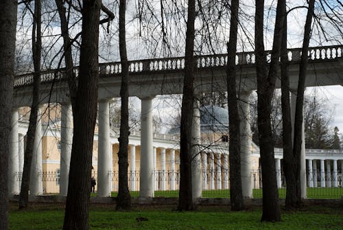 Immagine gratuita di alba, albero, architettura