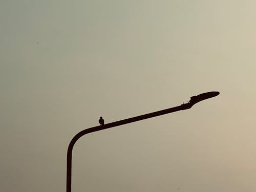 akşam, kuş, yalnızlık içeren Ücretsiz stok fotoğraf