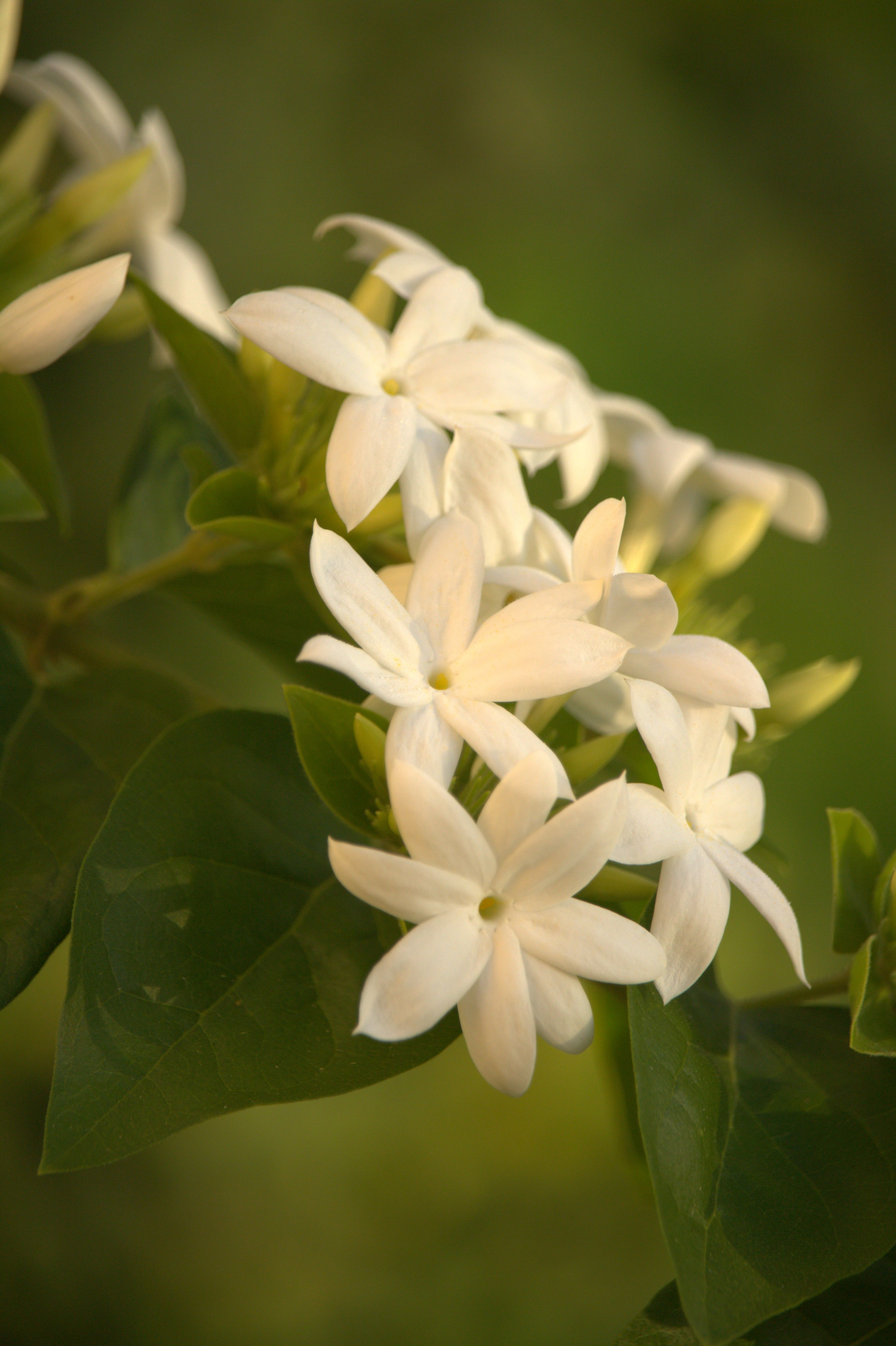 Delicate white jasmine flowers blooming against green foliage, showcasing natural beauty.