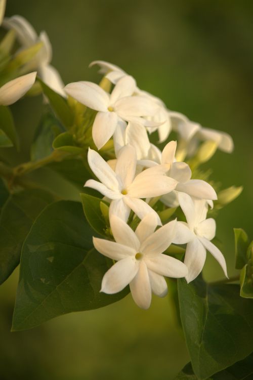 Free Delicate white jasmine flowers blooming against green foliage, showcasing natural beauty. Stock Photo
