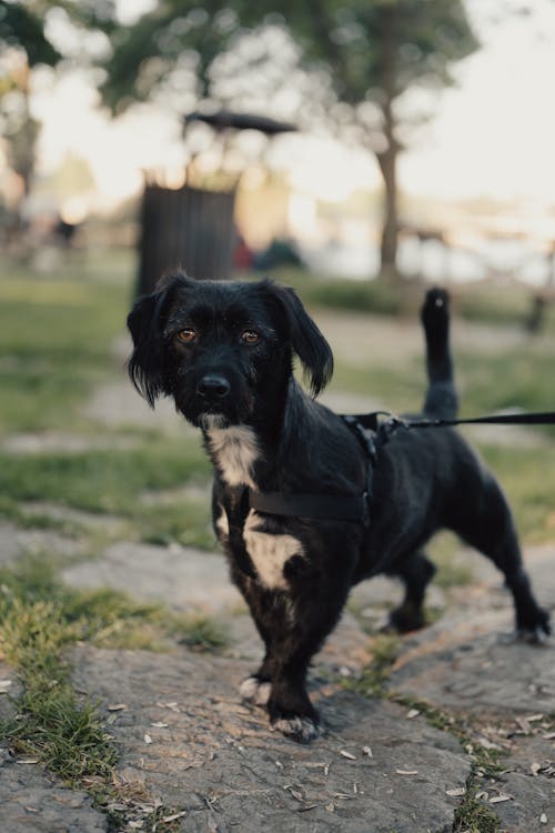 Fotobanka s bezplatnými fotkami na tému 50 mm, bokeh, cicavec