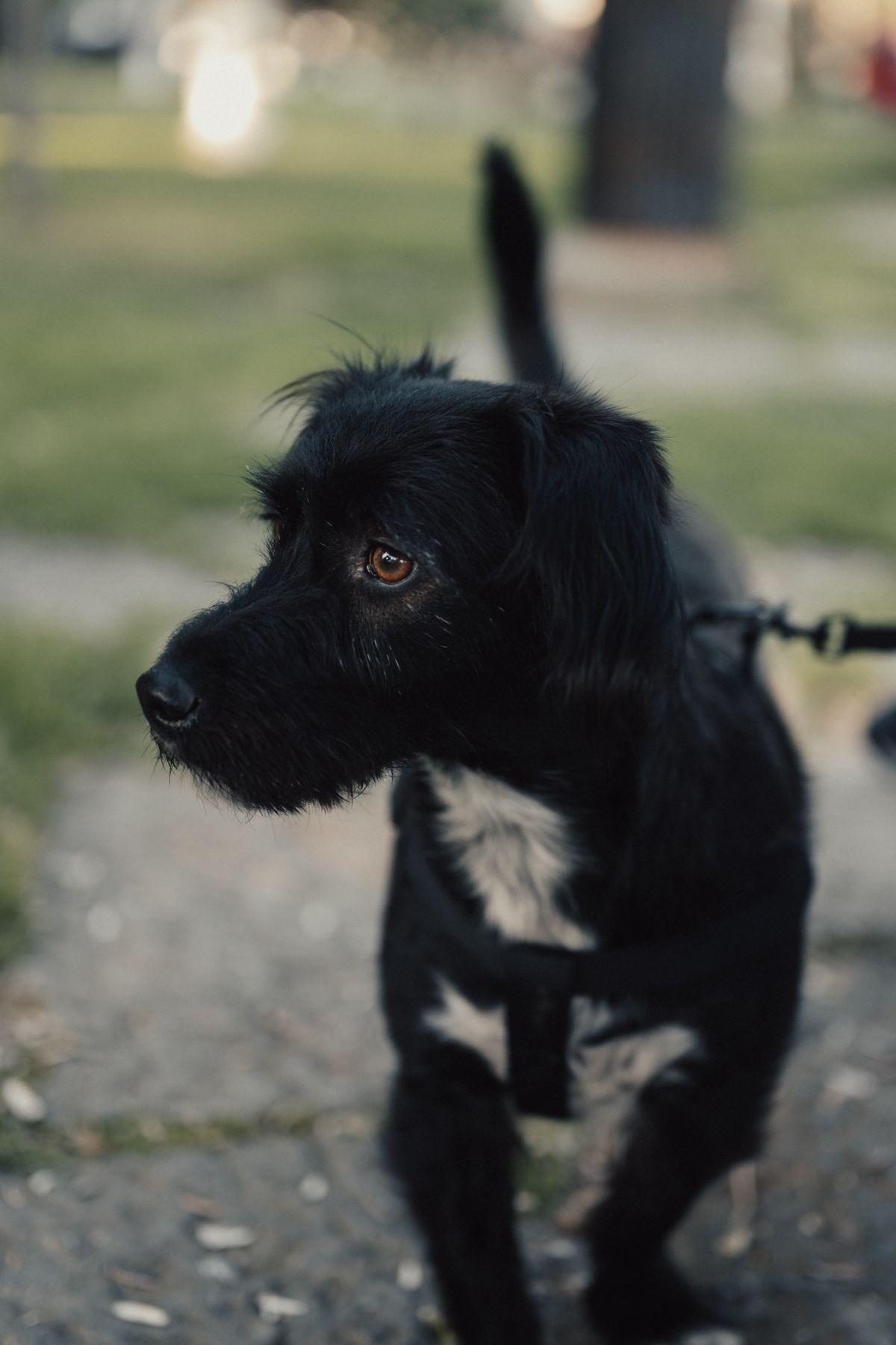 Köpek Tasması Zorunlu mu? 2026 Türkiye’de Güncel Kural ve Cezalar