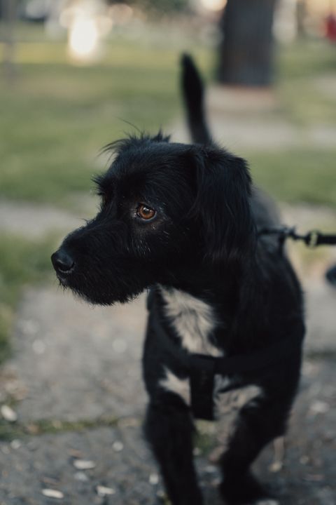 Köpek Tasması Zorunlu mu? 2026 Türkiye’de Güncel Kural ve Cezalar