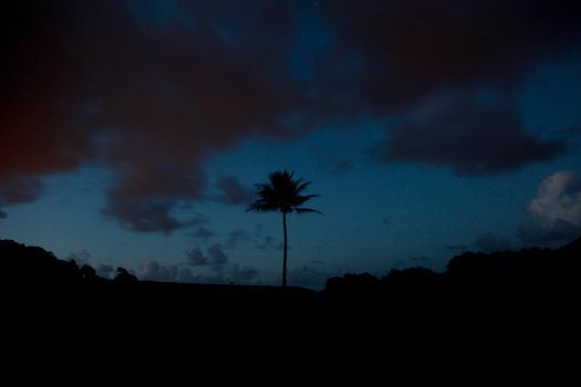 夏威夷夜空下，一棵棕榈树呈现出戏剧性的剪影