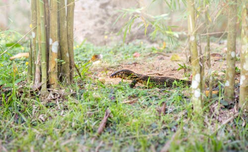 A snake is hiding in the grass near some bamboo