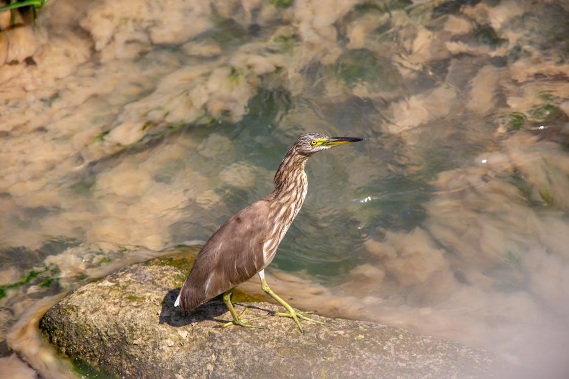 A bird standing on a rock in the water
