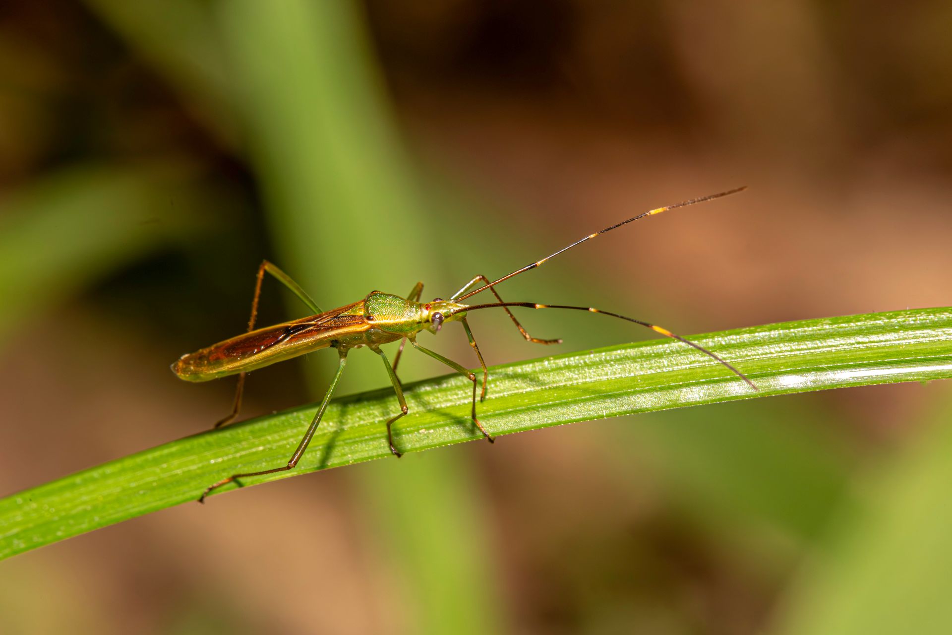 Detailed image of a green rice ear bug perched on a leaf, showcasing its intricate features.