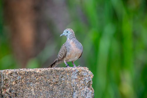 Free A serene zebra dove perched on a stone with a blurred green background. Stock Photo
