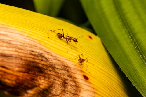 Two ants are standing on a leaf