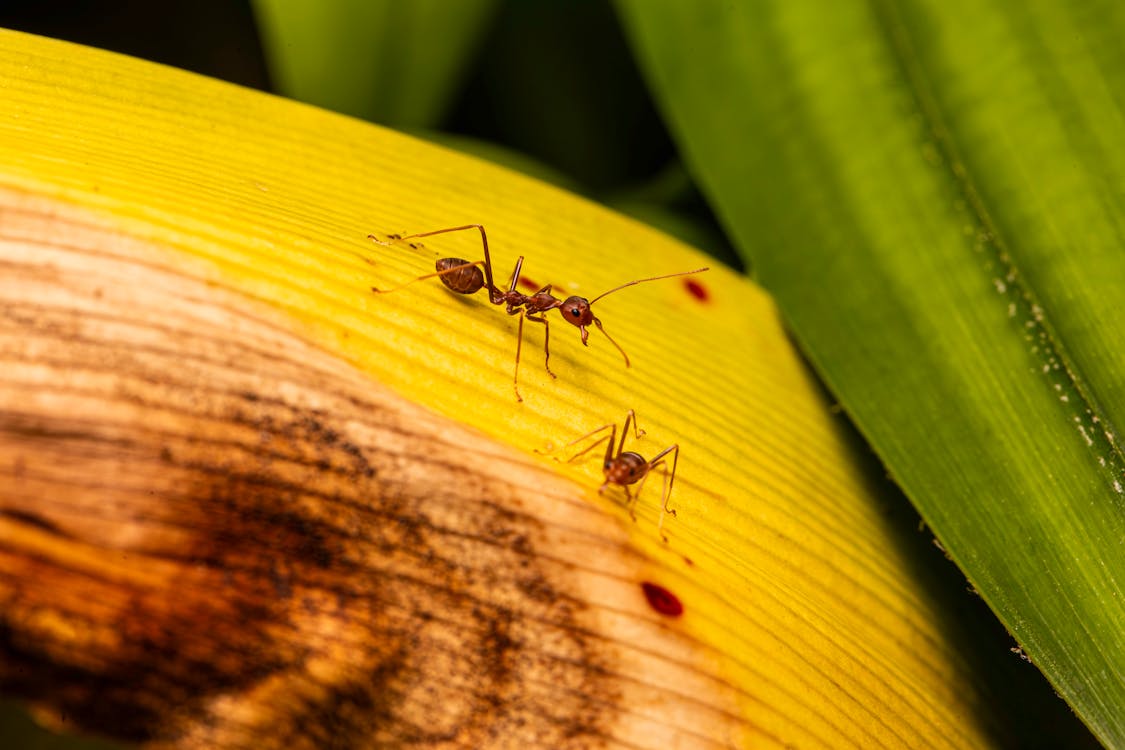 Free stock photo of ant behavior, ant colonies, ant ecology