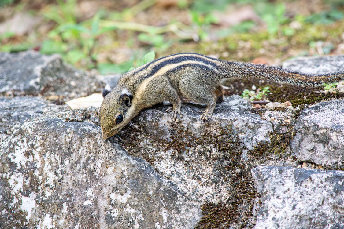 A chipmunt is sitting on a rock