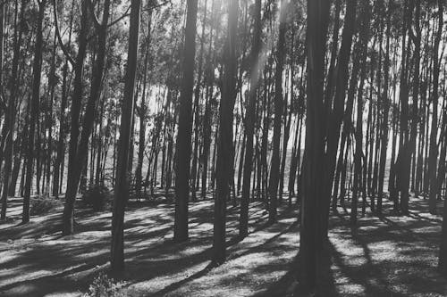 Free stock photo of forest, trees Stock Photo