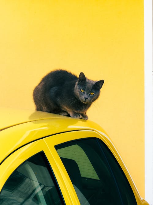 A cat sitting on top of a yellow car