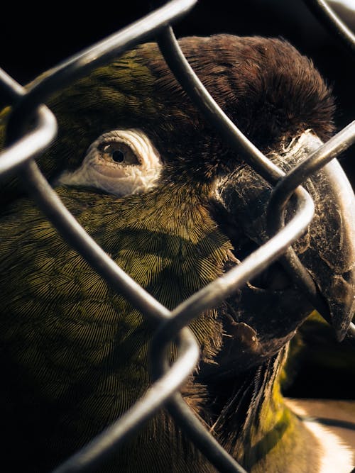 A parrot is looking out of a chain link fence