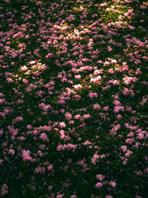 A field of pink flowers with sunlight shining on them