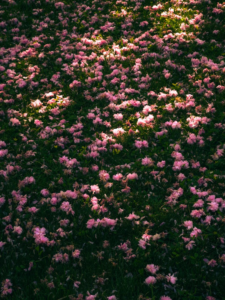 Pink Roses On A Bush