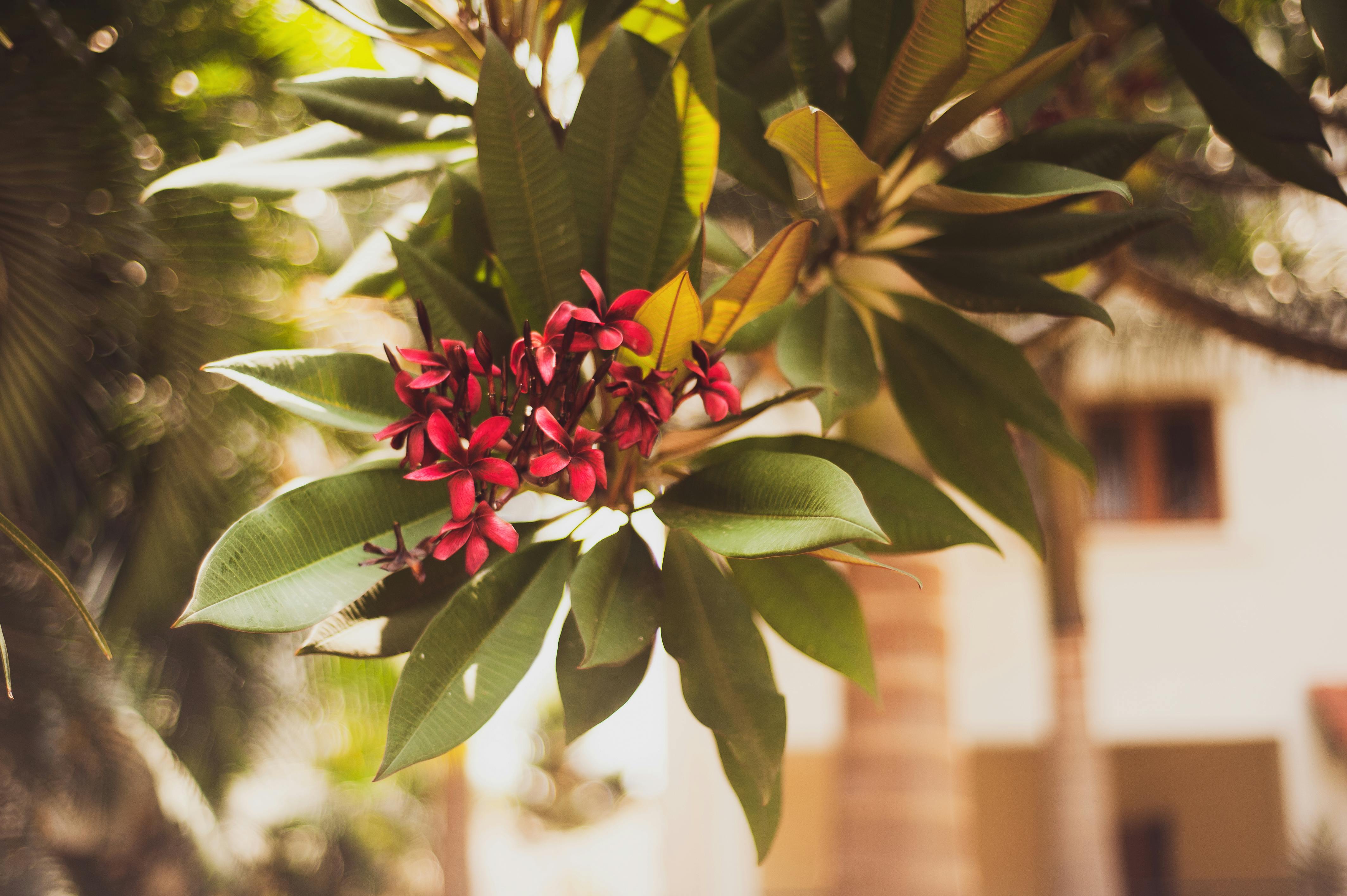 Close-up of vibrant red Plumeria flowers in a serene Bengaluru setting.