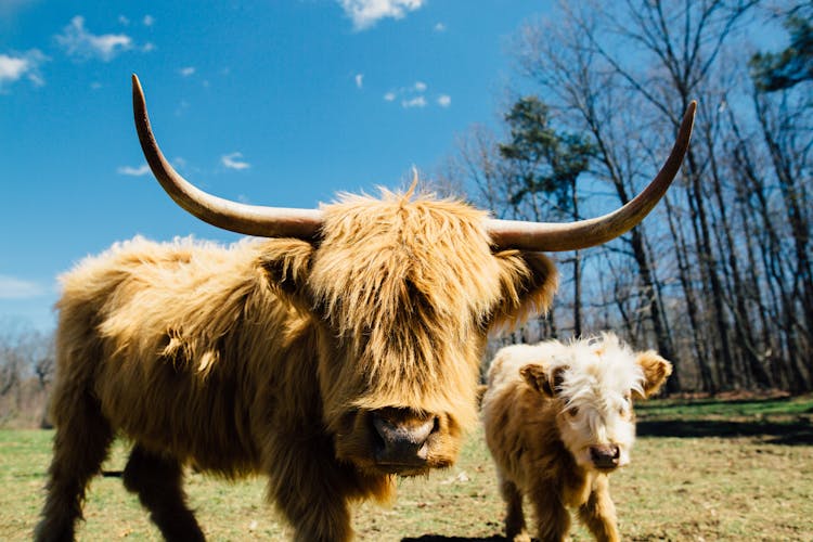 Close-Up Photo Of Yak With Long Horns