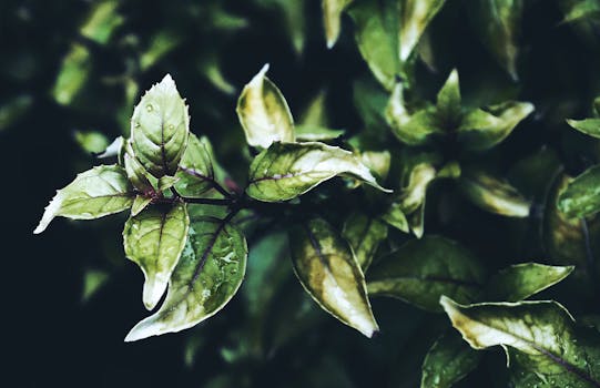 Macro photograph highlighting fresh green leaves with dewdrops, capturing nature's serenity.