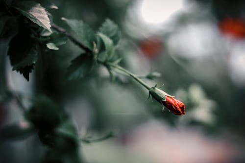 붉은 꽃의 클로즈업 사진
