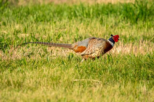 Free A sharp image of a Ring-necked Pheasant (Phasianus colchicus) in a green meadow. Stock Photo