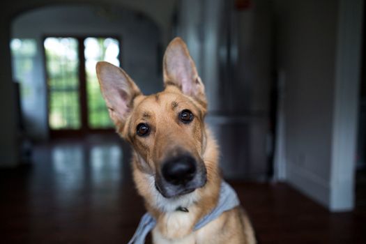 室内，一只迷人的德国牧羊犬歪着头，目光专注