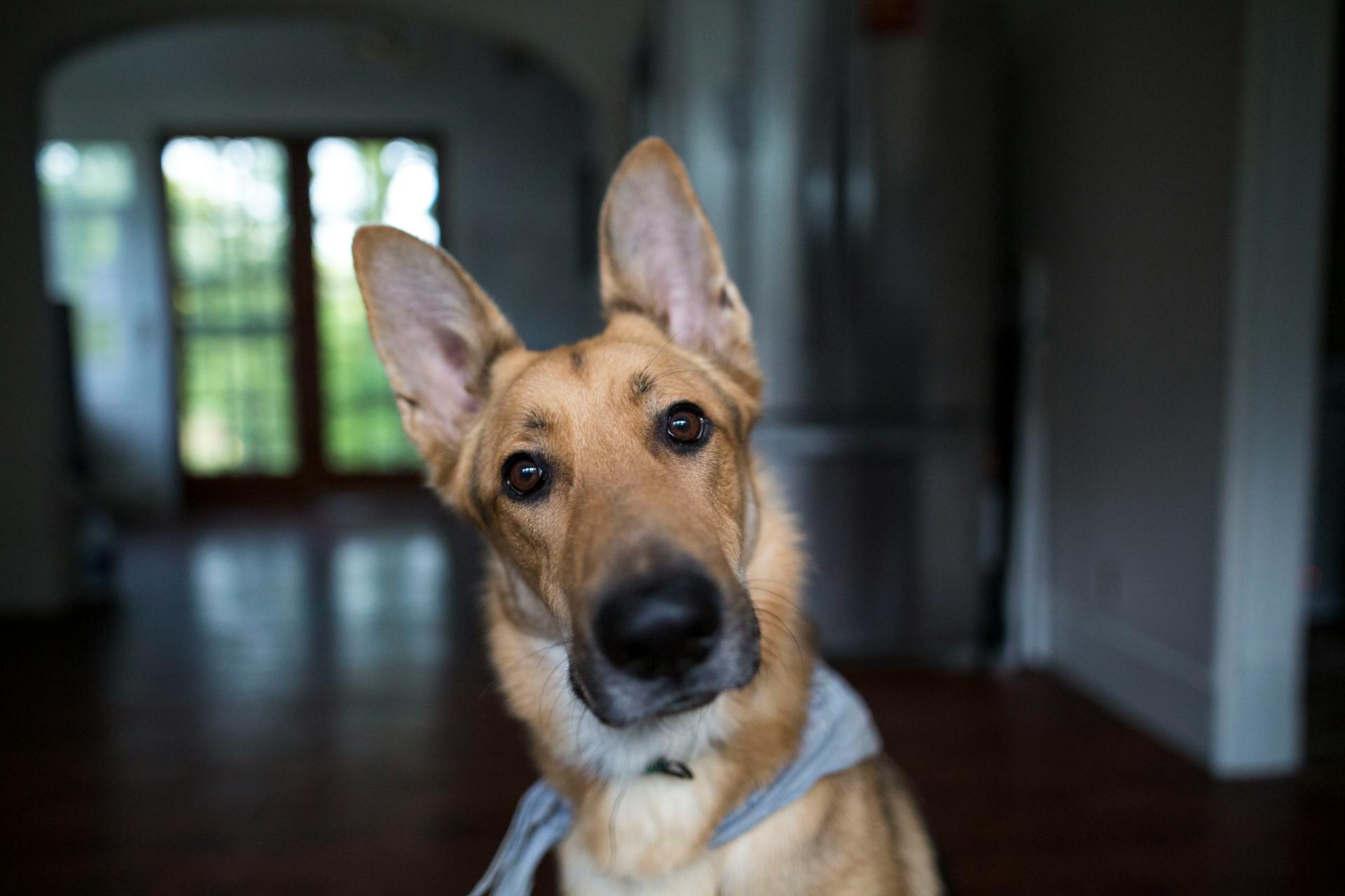 Close-Up Photo of Dog