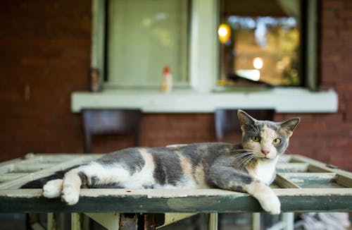 бесплатная Серый кот на столе Стоковое фото