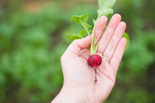 Free Person Holding Red Turnip Stock Photo