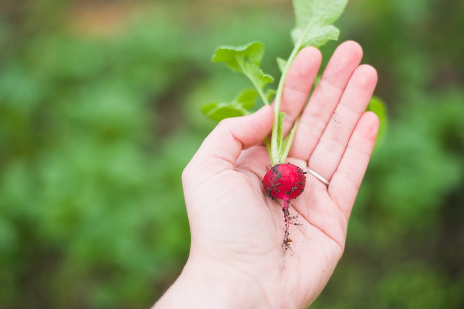 agriculture, biology, blur