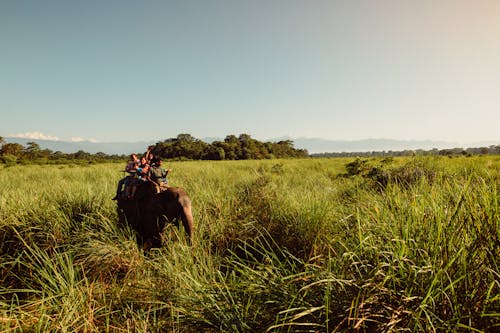 Photo of an Elephant Carrying People on a Green Grass Field