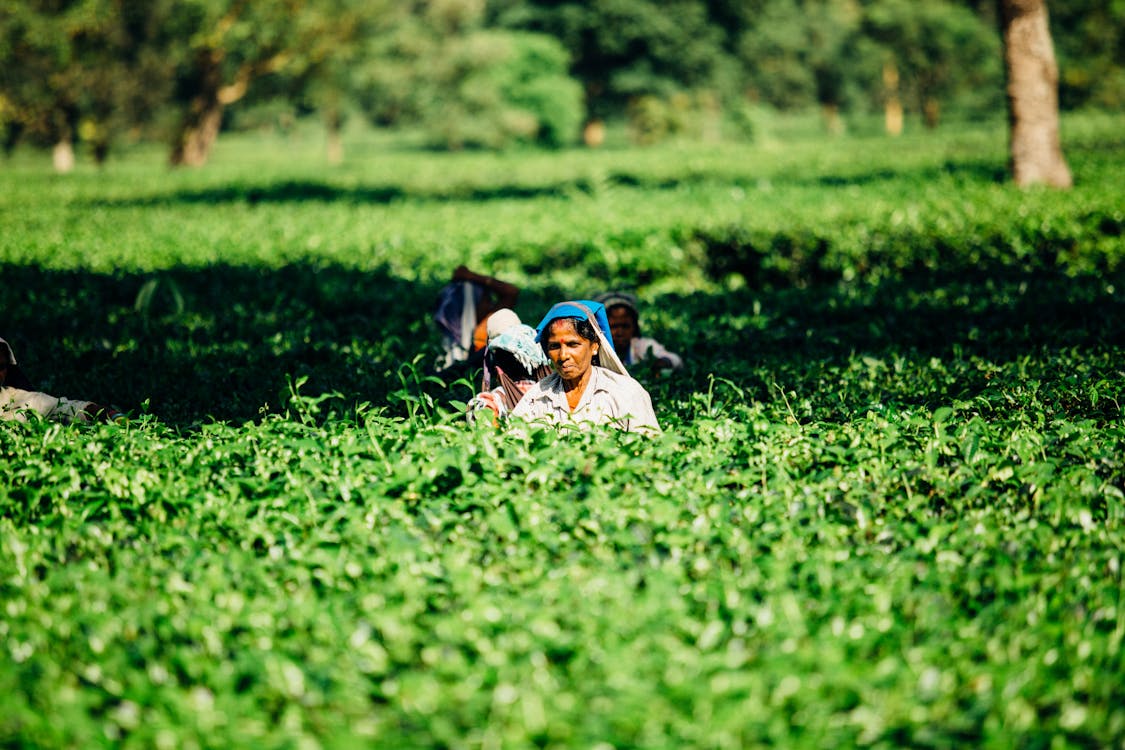 Photo of People on a Cropland