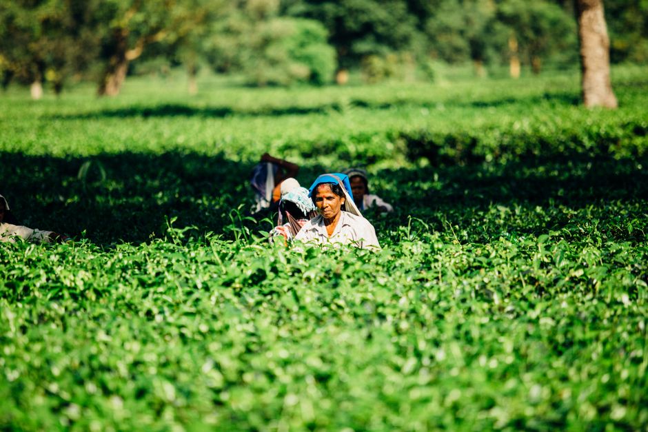 Harvesting in green fields