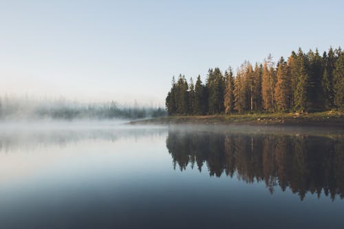 Drzewa W Pobliżu Zbiornika Wodnego