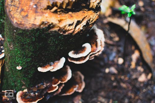 Free stock photo of beauty in nature, fungus, nature