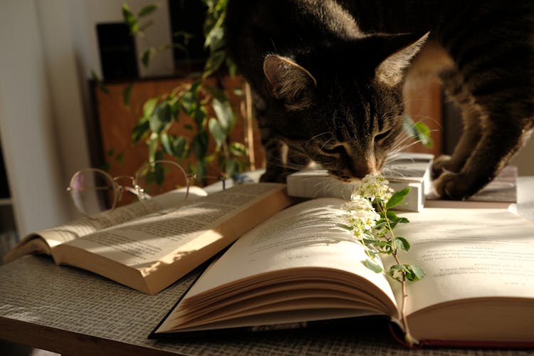 Photo Of Cat Standing On Top Of A Book