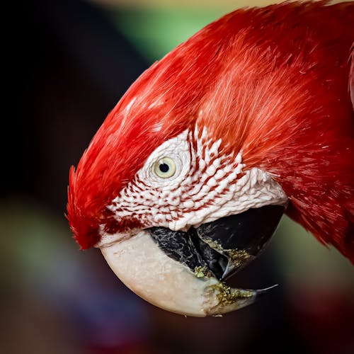Red Macaw Head