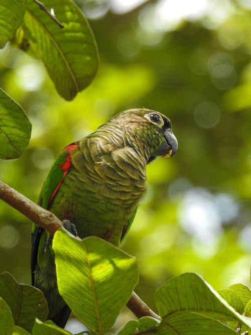 Free A vibrant green cheeked parakeet resting on a branch amidst lush green leaves in Bonito, Brazil. Stock Photo