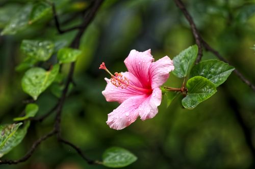 Free Vibrant pink Hibiscus flower with dewdrops in lush Madeira garden. Stock Photo