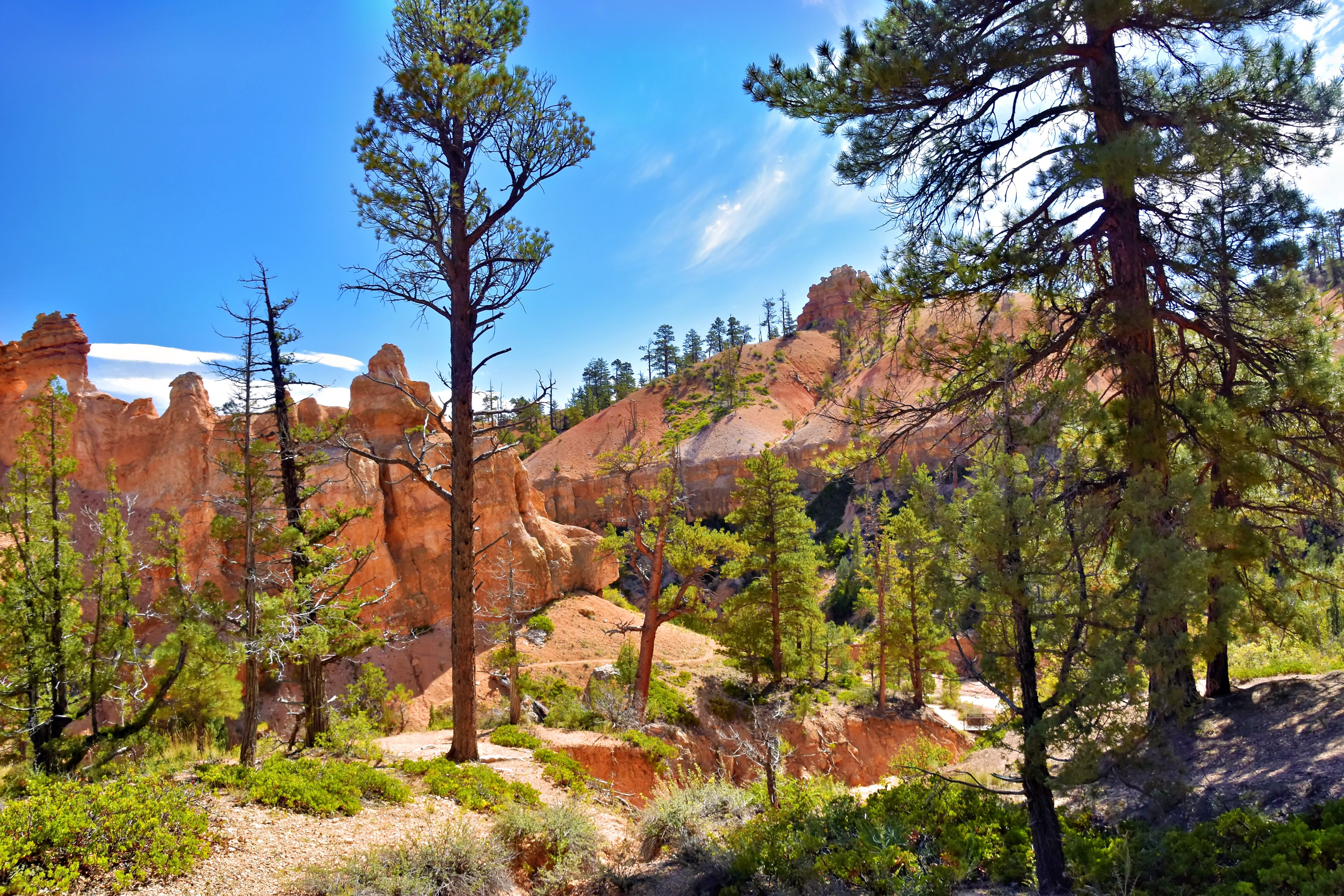 Scenic view of Bryce Canyon's distinct red rock formations and pine trees under a clear blue sky.