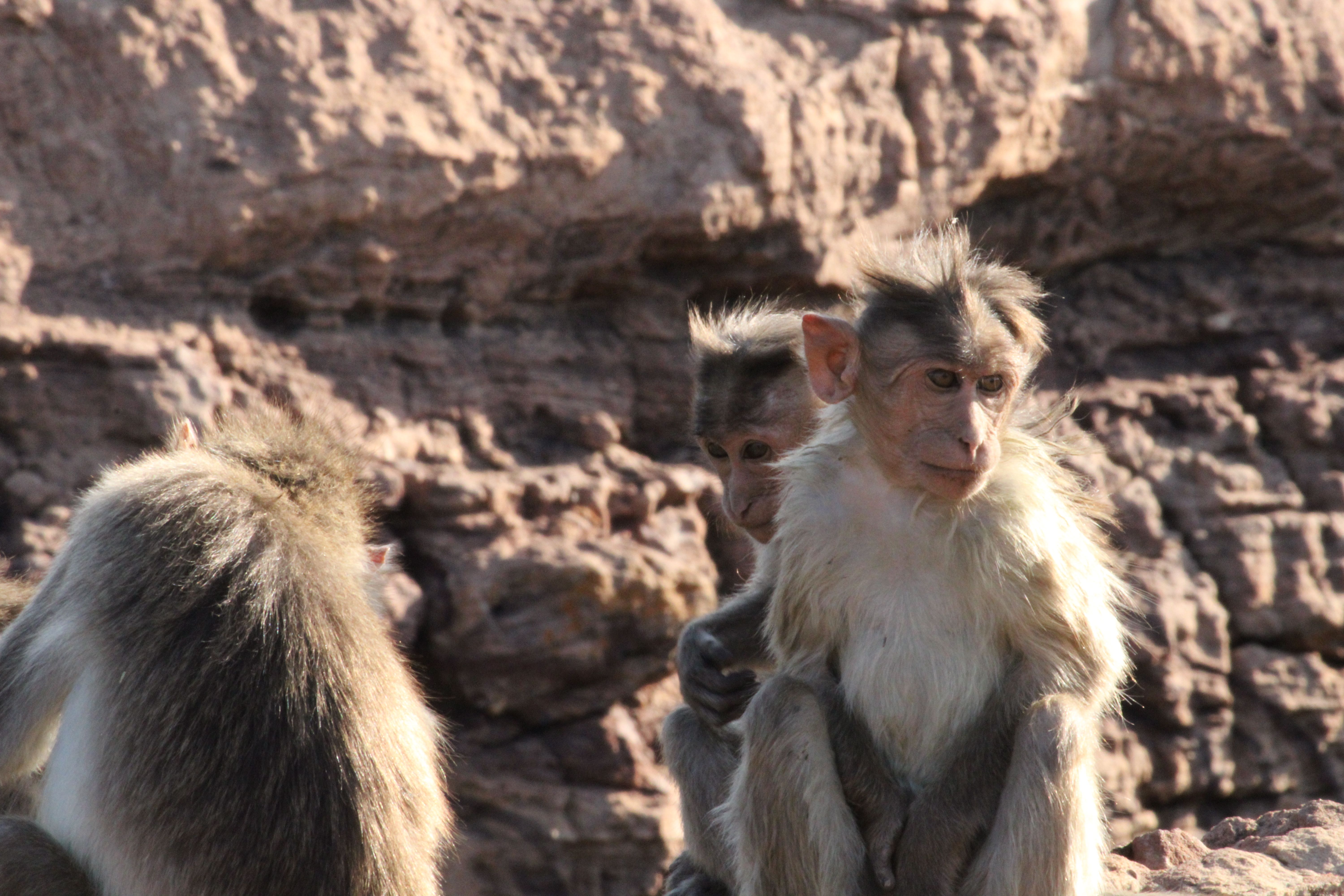 Rhesus Sitting next to Rocks · Free Stock Photo