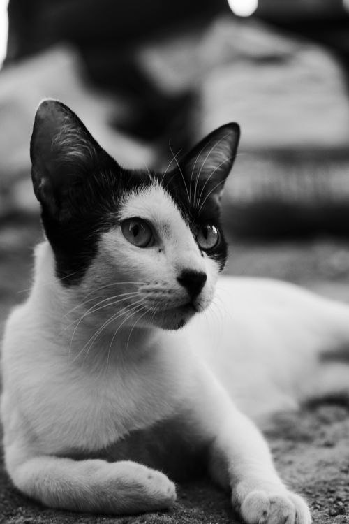 Free Black and white portrait of a young kitten lying down, looking away with curiosity. Stock Photo