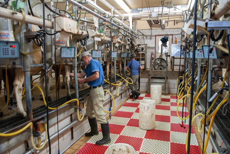 Men Operating Machines For Milking Cows