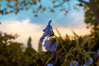 Blue Flowered Plant