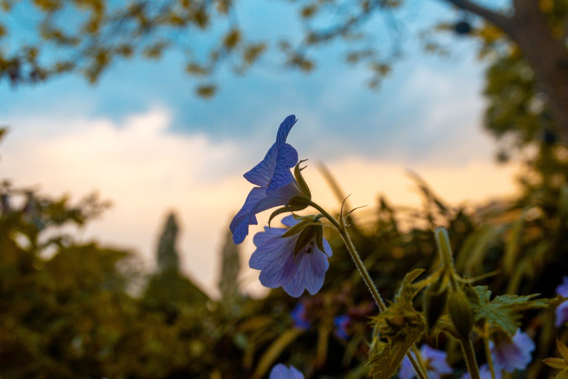 Plante à Fleurs Bleues